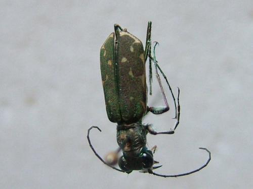 Myriochila melancholica